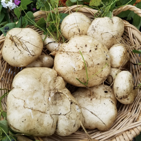 True, Jicama Seeds